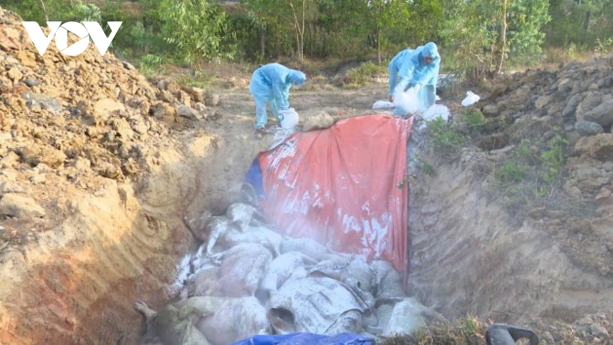 African swine fever outbreaks prompt culling of over 100 pigs in Can Tho